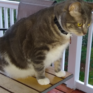 Lost Cat Danny