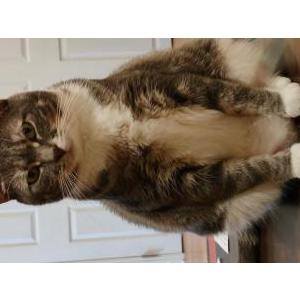 2nd Image of Danny, Lost Cat