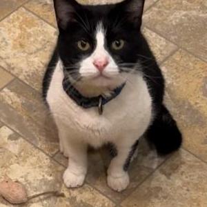 Lost Cat Jaylen