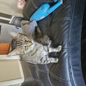 Lost Cat Yoshi