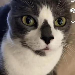 Lost Cat Luna