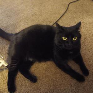 Lost Cat Baby