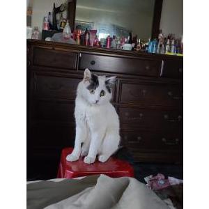 Lost Cat Gull