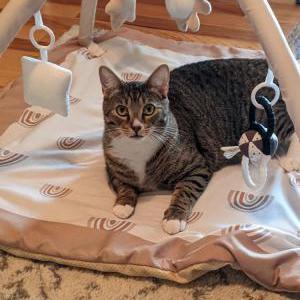 Lost Cat Ascher