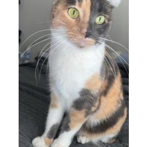 Lost Cat Mango