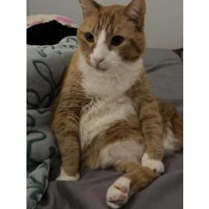 Lost Cat Chupi