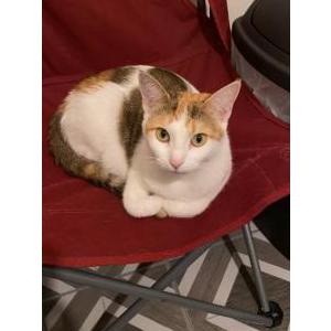 Lost Cat Moxi