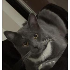 Lost Cat Thor