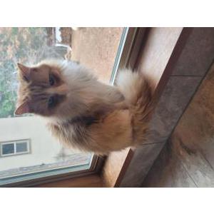 Lost Cat Kula