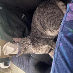 Lost Cat Cassandra