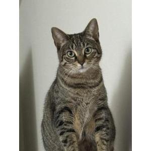 Lost Cat Daisy
