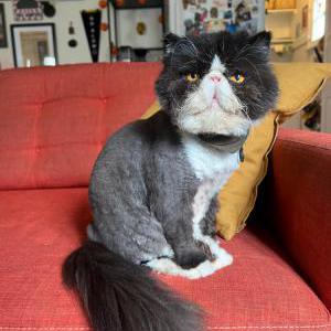 Lost Cat Potsu