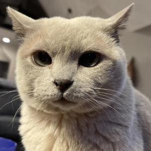 Lost Cat Cooper