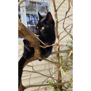 Lost Cat Mitzo