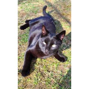 2nd Image of Mitzo, Lost Cat