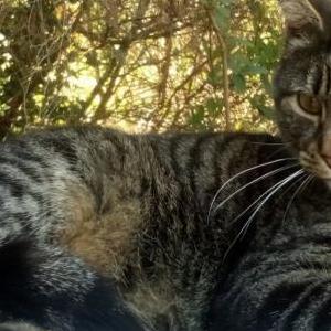 Lost Cat JoJo