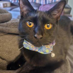 Lost Cat Stanley