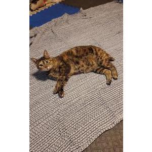 Lost Cat Everest