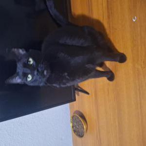 Lost Cat Midnight