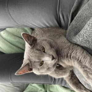 Lost Cat Hina