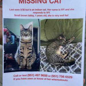 Image of Ivy, Lost Cat