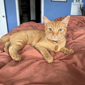 Lost Cat Hashbrown