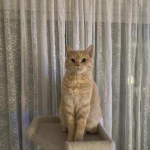 Lost Cat Emir
