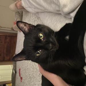 Lost Cat Buffy