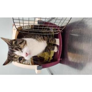 Lost Cat Lewis