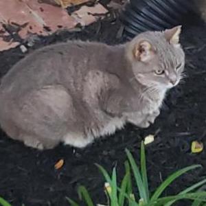 Lost Cat Pretty Lady