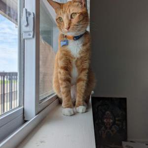 Lost Cat Yeyo