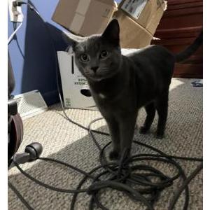 Lost Cat Ongo