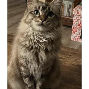 Lost Cat Luna