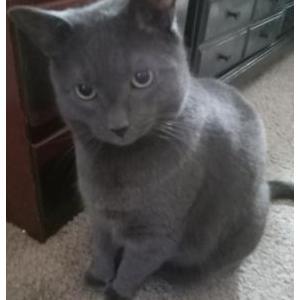 Lost Cat Frankel