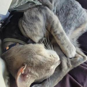 Image of Lil grey, Lost Cat