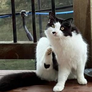 Lost Cat Yuki