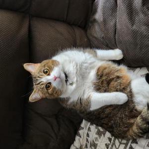 Lost Cat Luna