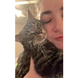 Lost Cat Meow Meow