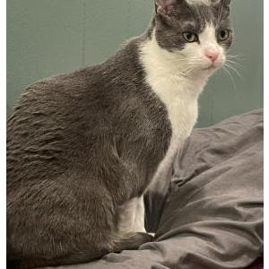 Lost Cat Tango