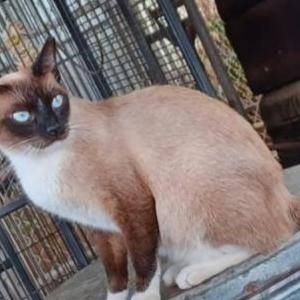 Lost Cat Kaika