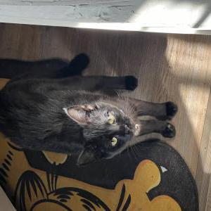 Lost Cat Moon