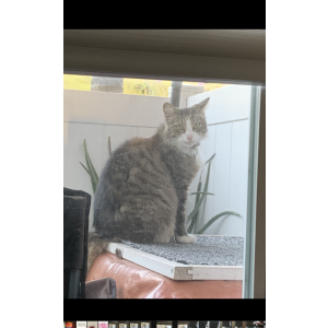 Lost Cat Moka