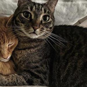 Lost Cat Leia
