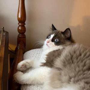 Lost Cat Tortellini