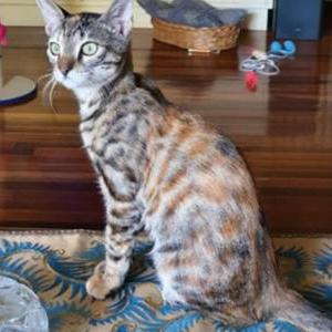 Lost Cat BabyGirl