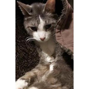 Image of Jeeves, Lost Cat