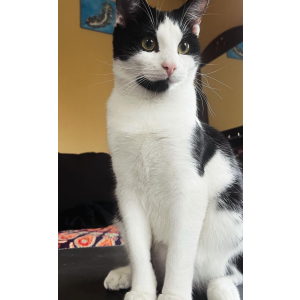 Lost Cat Lo Mein