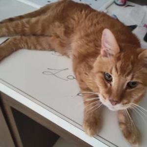 Lost Cat Maximus`