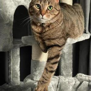 Lost Cat Phoenix