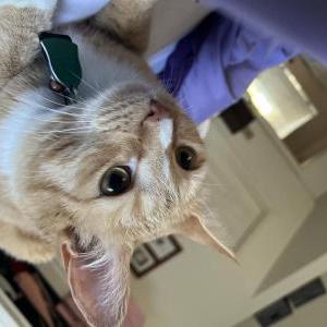 Lost Cat Applesauce